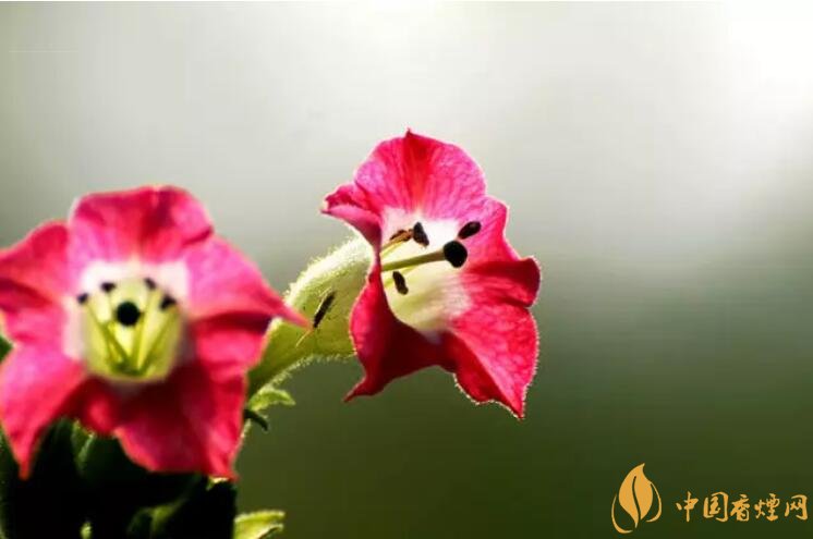 煙草花花語是什么，煙草花什么時(shí)候開花